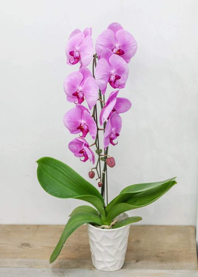 Large Pink Orchid with pot