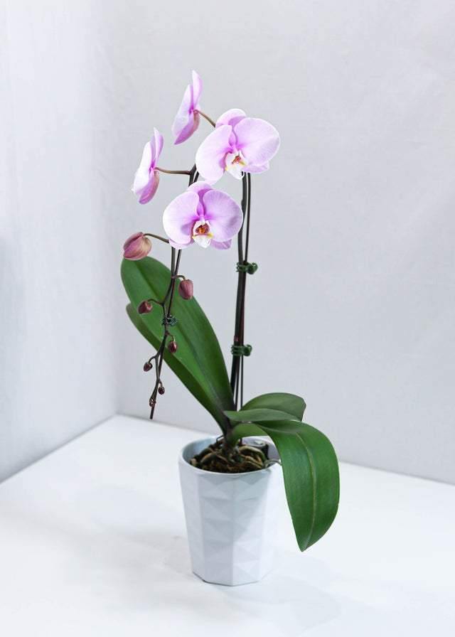 Large Pink Orchid with pot