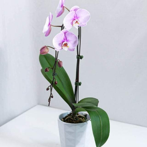 Large Pink Orchid with pot