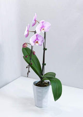 Large Pink Orchid with pot