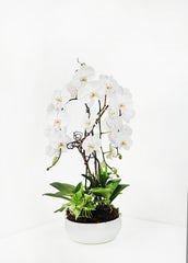 Beautiful Orchid Arrangement