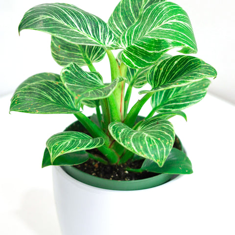 Philodendron Birkin (6