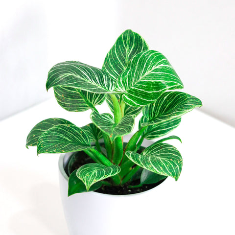 Philodendron Birkin (6