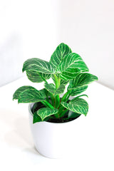 Philodendron Birkin (6