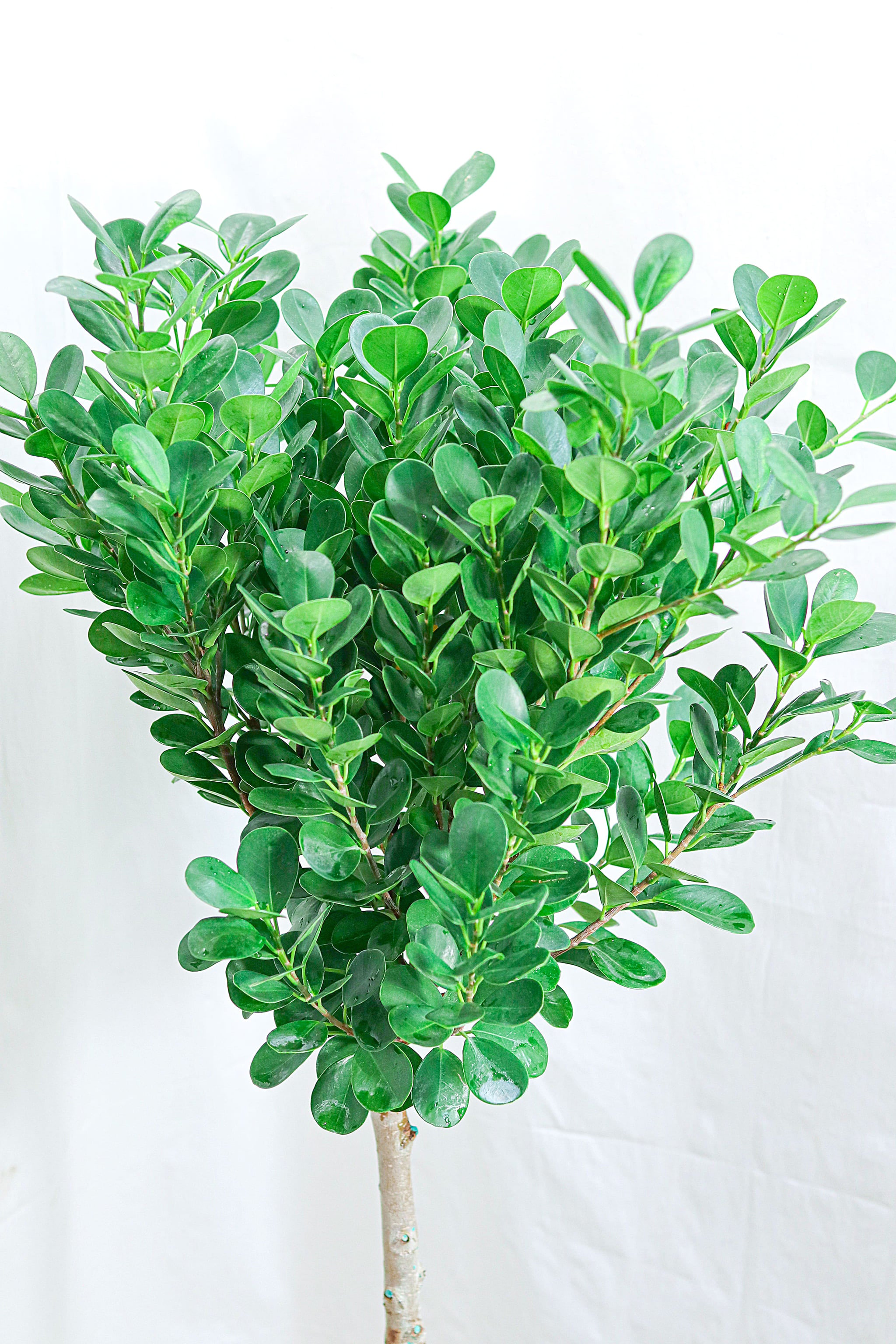 Ficus (Fig) Moclame (11