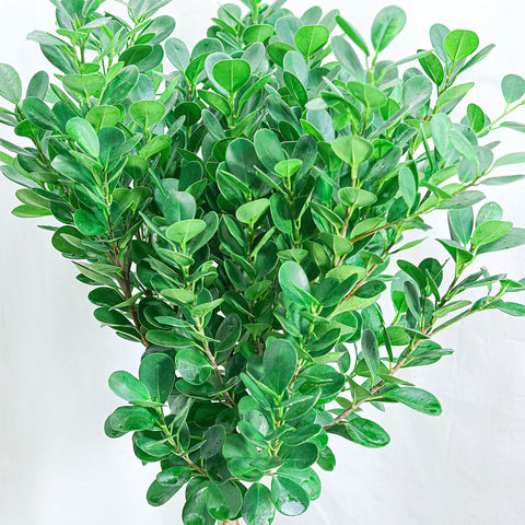 Ficus (Fig) Moclame (11