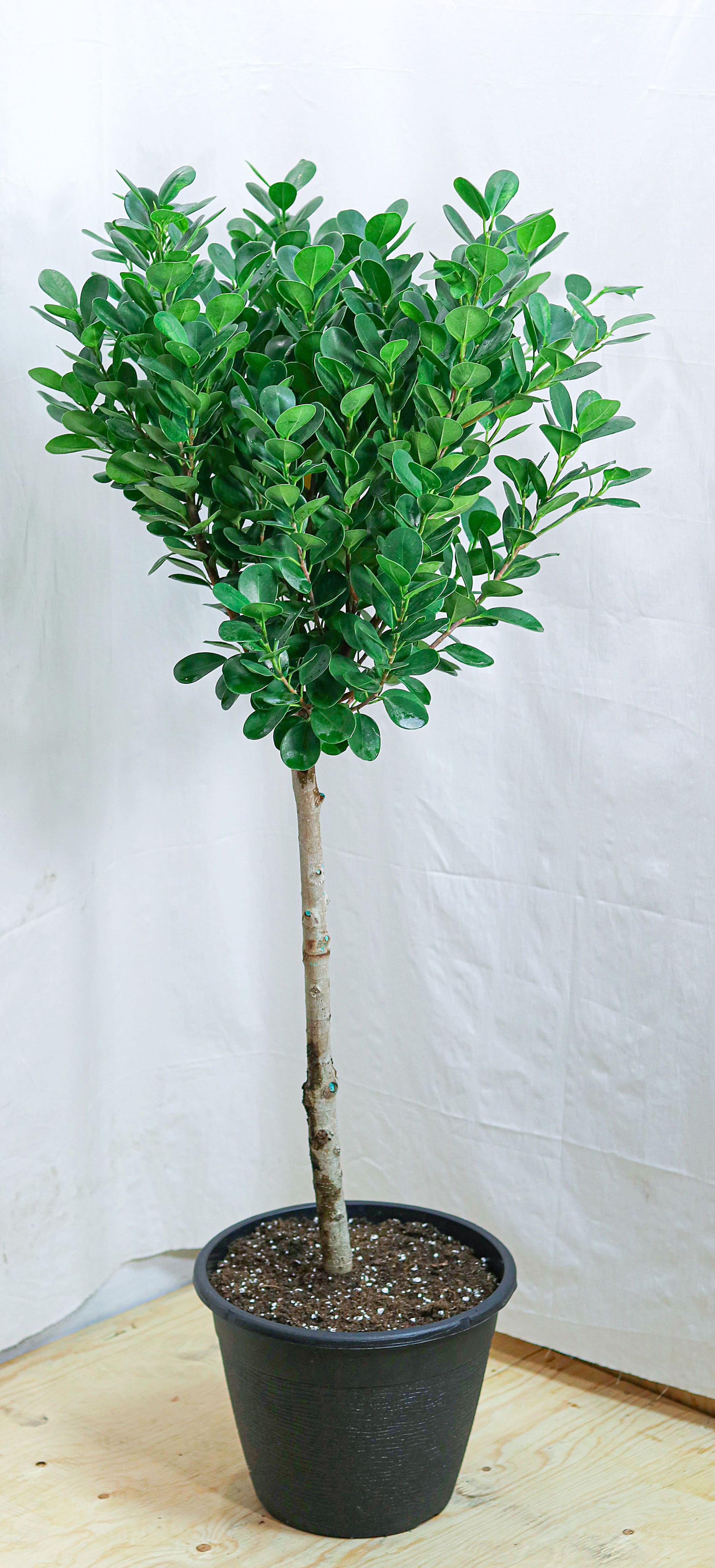 Ficus (Fig) Moclame (11