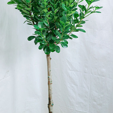 Ficus (Fig) Moclame (11