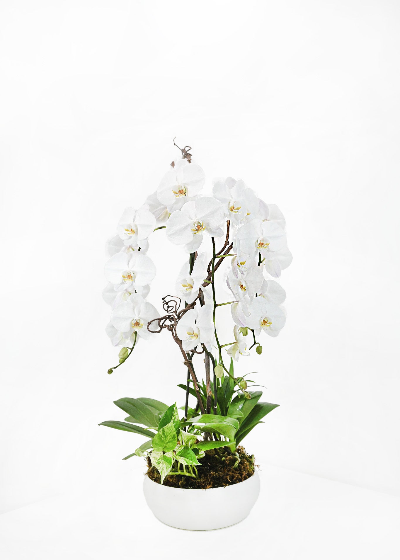Beautiful Orchid Arrangement