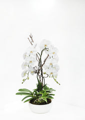 Beautiful Orchid Arrangement