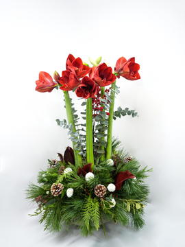 Christmas Star