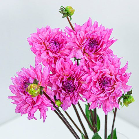 Pink Dahlia