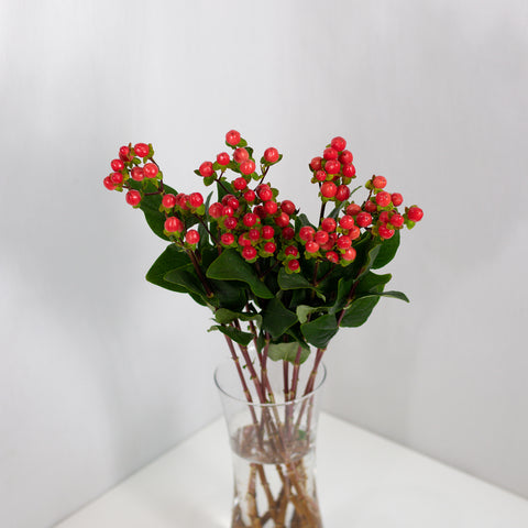 Berry (Hypericum)