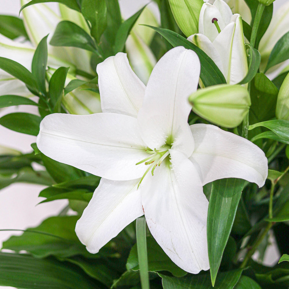 white lily toronto White Lilies Bouquet - Flower & Plant Free Delivery