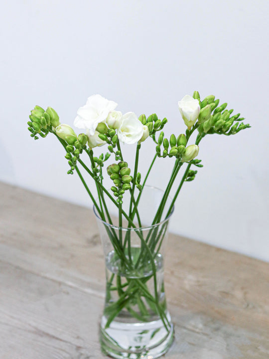 [Spring Special] Freesia