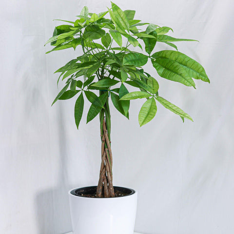 Money Tree (6