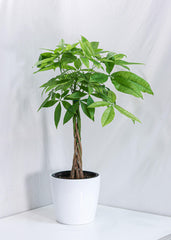 Money Tree (10