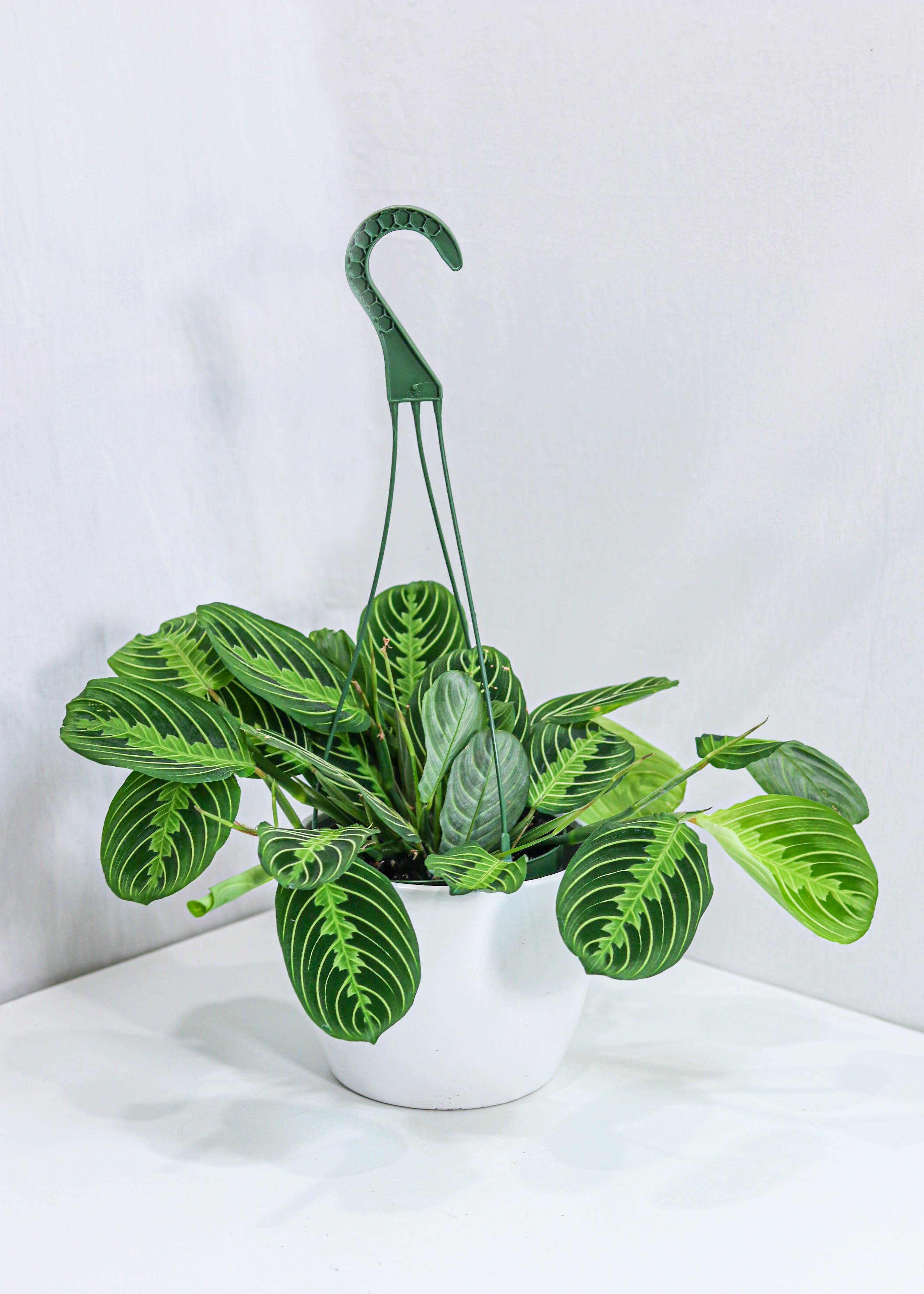 Maranta Prayer Plant (6