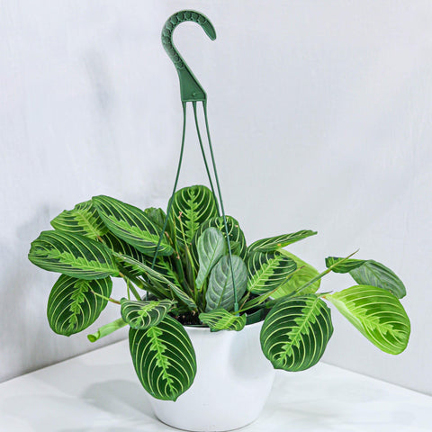 Maranta Prayer Plant (6