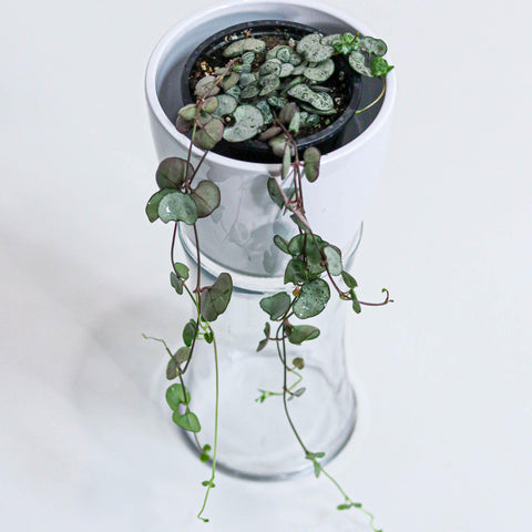 String of Hearts (5
