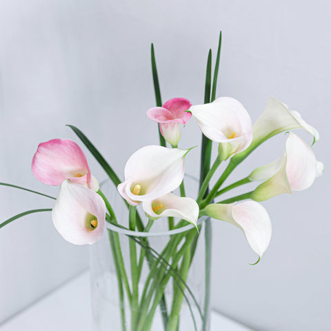 Mini Calla Lily