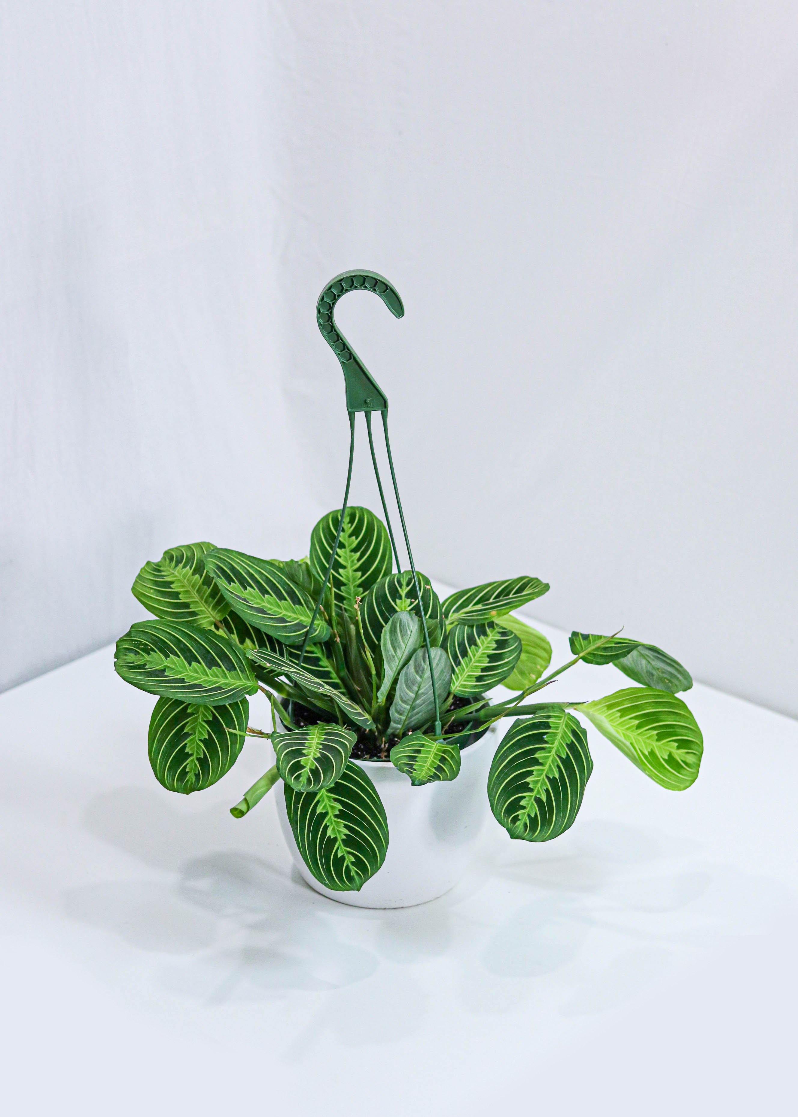 Maranta Prayer Plant (6