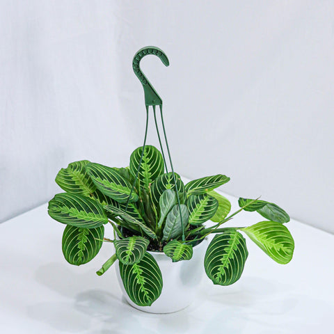 Maranta Prayer Plant (6