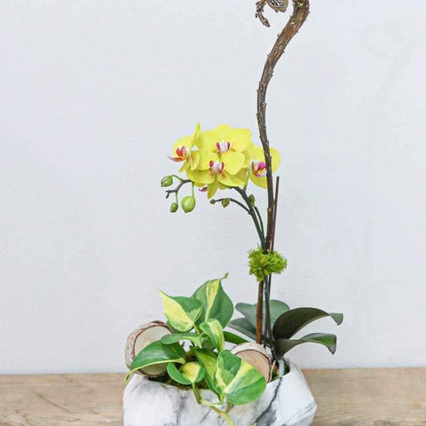 Little Yellow Orchid Arrangement