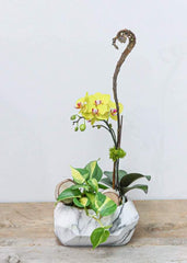 Little Yellow Orchid Arrangement - Toronto Flower Gallery