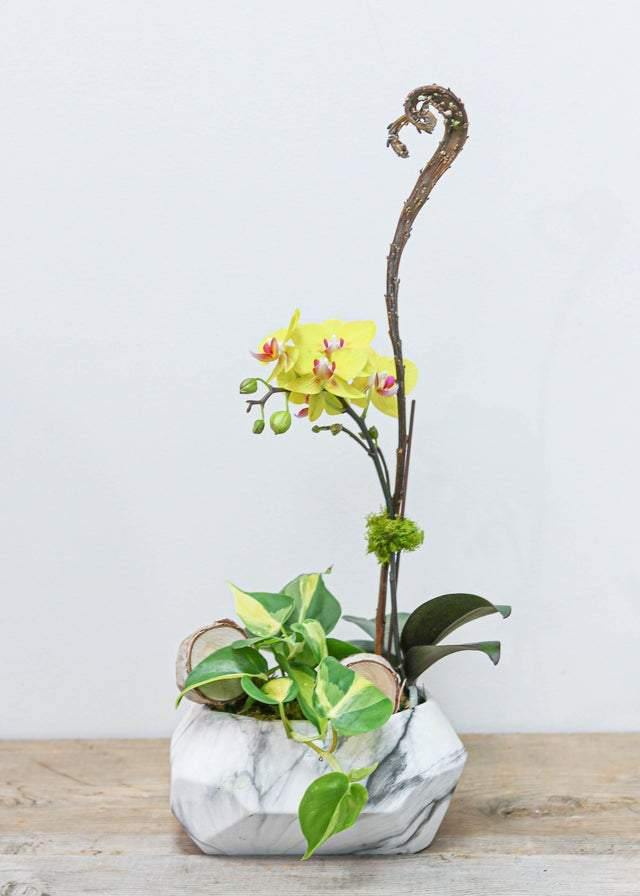 Little Yellow Orchid Arrangement - Toronto Flower Gallery