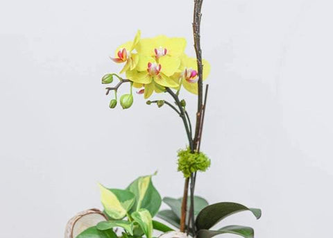 Little Yellow Orchid Arrangement