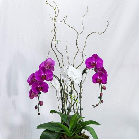 Purple White Mixed Orchid Design