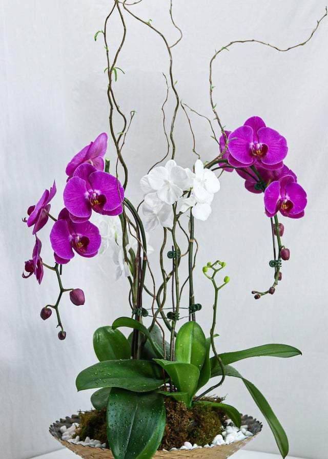 Purple White Mixed Orchid Design - Toronto Flower Gallery