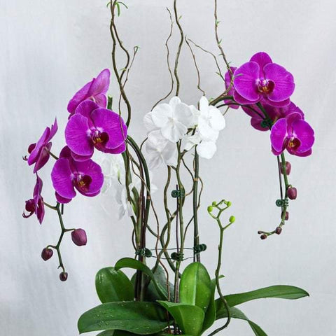 Purple White Mixed Orchid Design