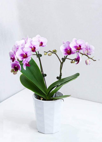 Double Stems Pink Orchid with pot - Toronto Flower Gallery
