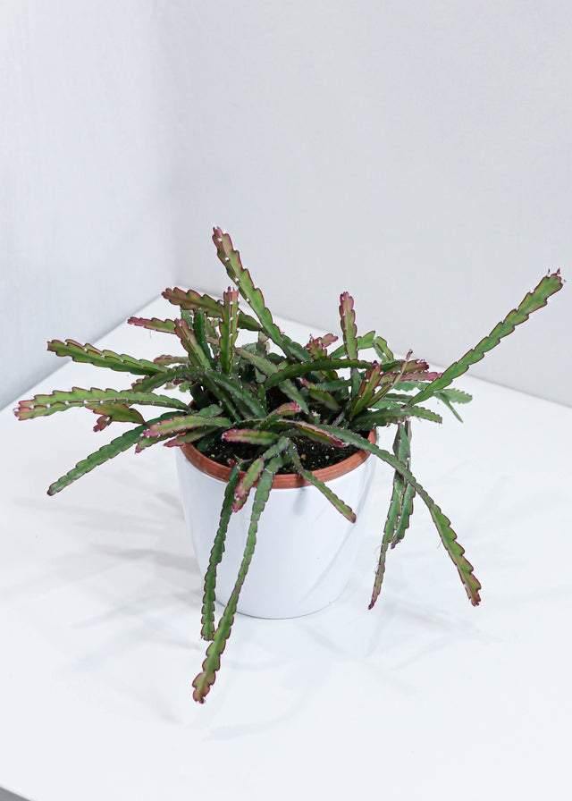 Cactus Dragon Fruit (6