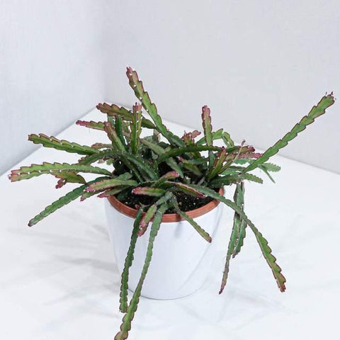 Cactus Dragon Fruit (6