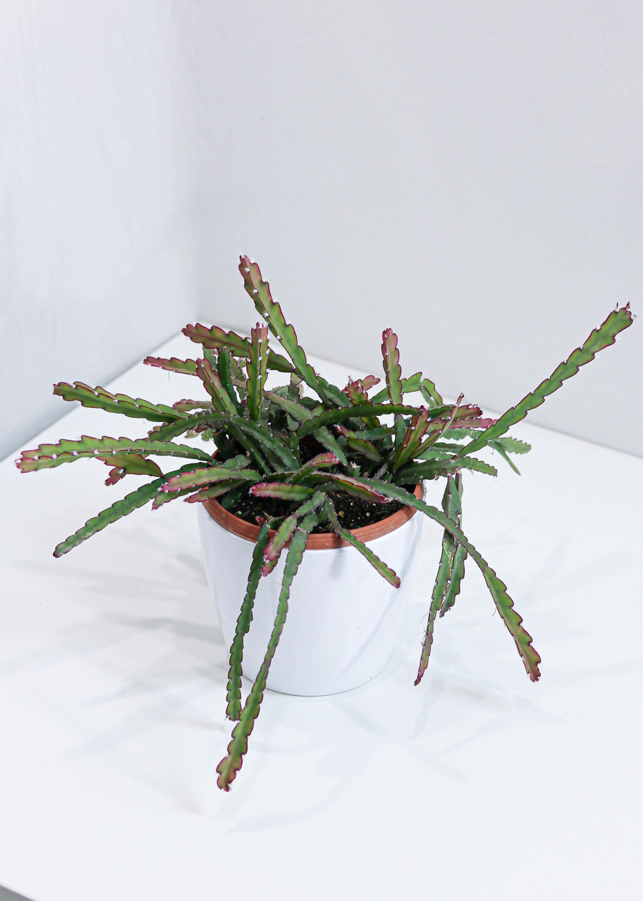 Cactus Dragon Fruit (6