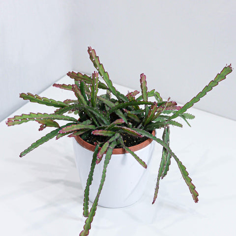 Cactus Dragon Fruit (6