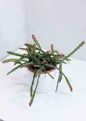 Cactus Dragon Fruit (6