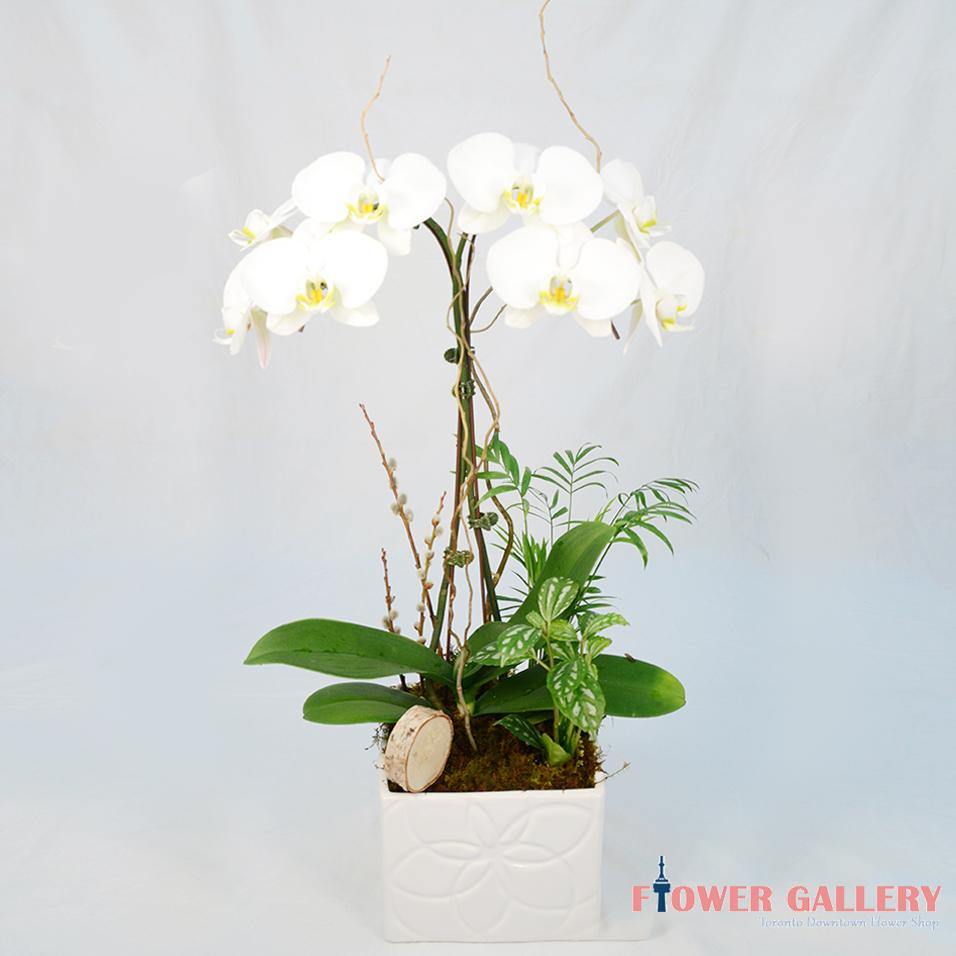 White Tall Orchid Arrangement - Orchid - Toronto Flower Gallery