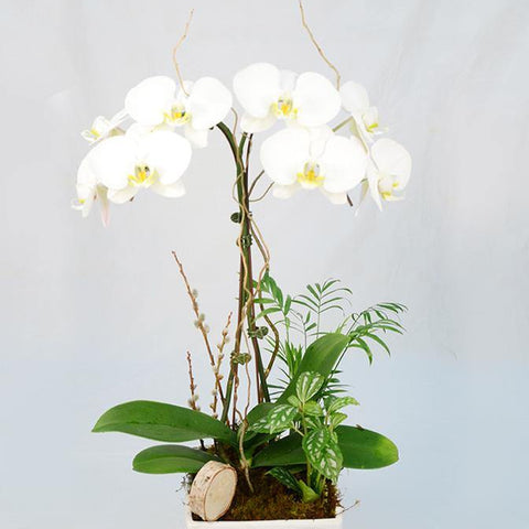 White Tall Orchid Arrangement