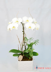 White Tall Orchid Arrangement - Orchid - Toronto Flower Gallery