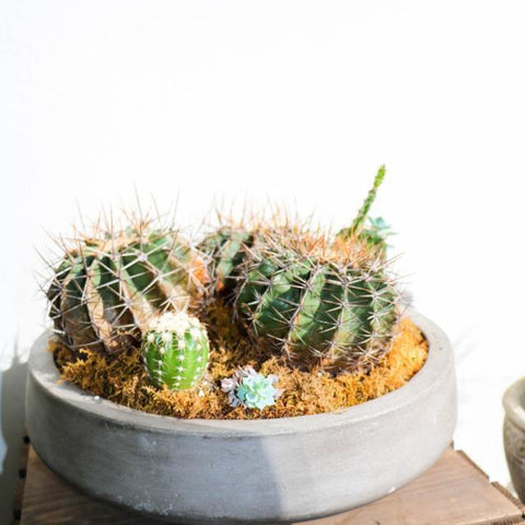 Cactus