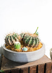 Cactus - Toronto Flower Gallery