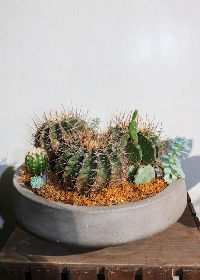 Cactus - Toronto Flower Gallery