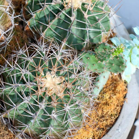 Cactus