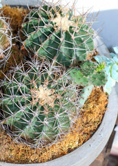 Cactus - Toronto Flower Gallery