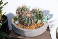 Cactus - Toronto Flower Gallery