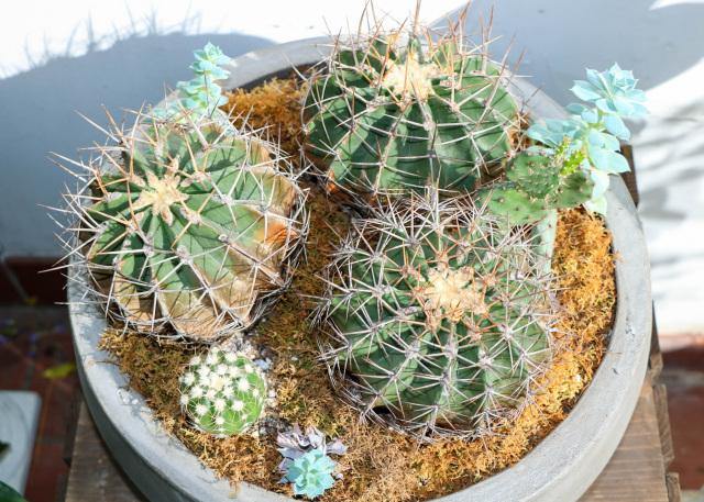 Cactus - Toronto Flower Gallery